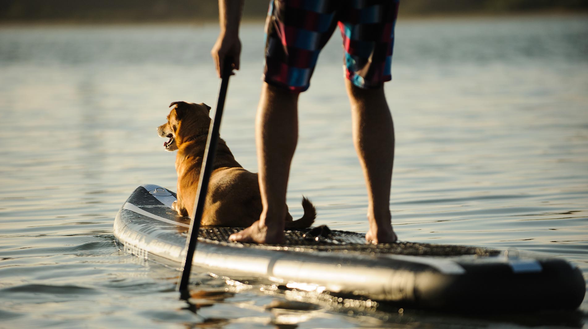 Paddleboarder